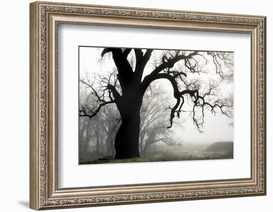 USA, California, Shell Creek. Silhouette of oak tree in fog.-Jaynes Gallery-Framed Photographic Print