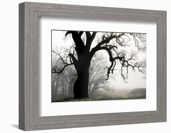 USA, California, Shell Creek. Silhouette of oak tree in fog.-Jaynes Gallery-Framed Photographic Print