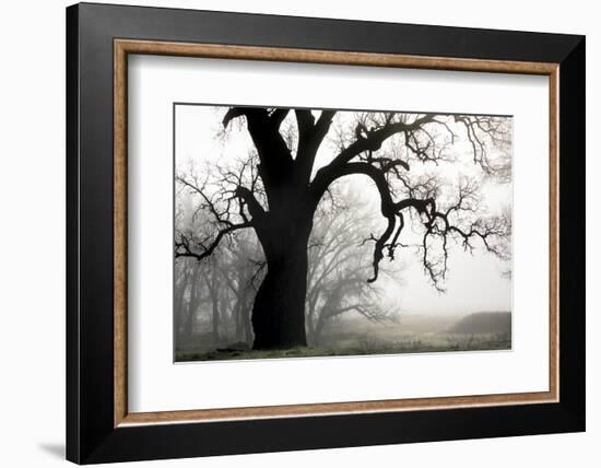 USA, California, Shell Creek. Silhouette of oak tree in fog.-Jaynes Gallery-Framed Photographic Print