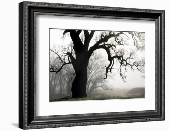 USA, California, Shell Creek. Silhouette of oak tree in fog.-Jaynes Gallery-Framed Photographic Print