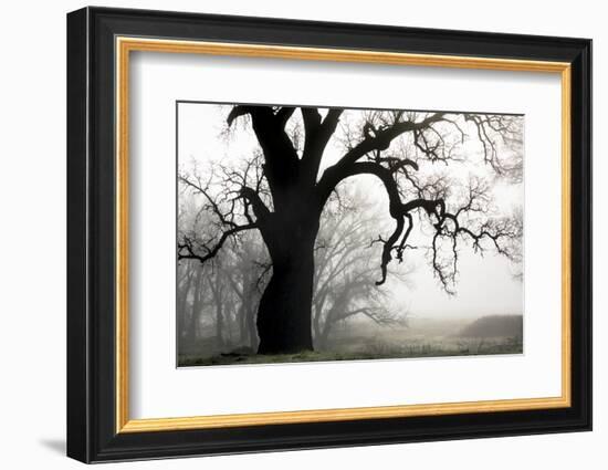 USA, California, Shell Creek. Silhouette of oak tree in fog.-Jaynes Gallery-Framed Photographic Print