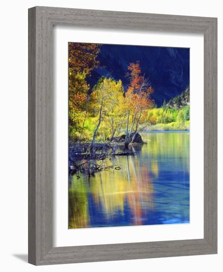 USA, California, Sierra Nevada, Aspen Tree Reflecting in Grant Lake-Jaynes Gallery-Framed Photographic Print