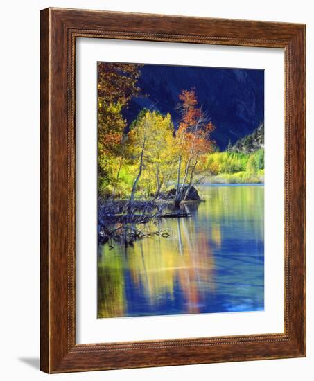 USA, California, Sierra Nevada, Aspen Tree Reflecting in Grant Lake-Jaynes Gallery-Framed Photographic Print