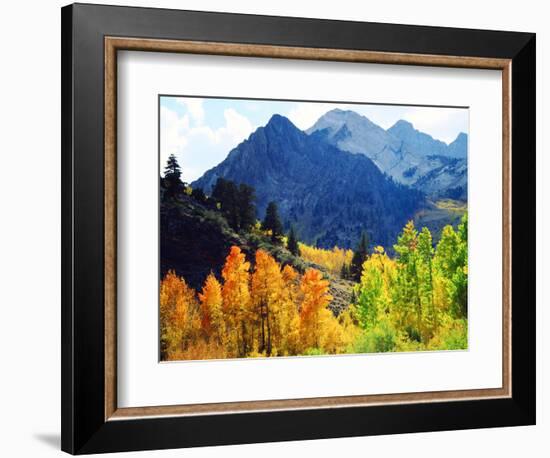 USA, California, Sierra Nevada. Aspen Trees in the Mcgee Creak Area-Jaynes Gallery-Framed Photographic Print