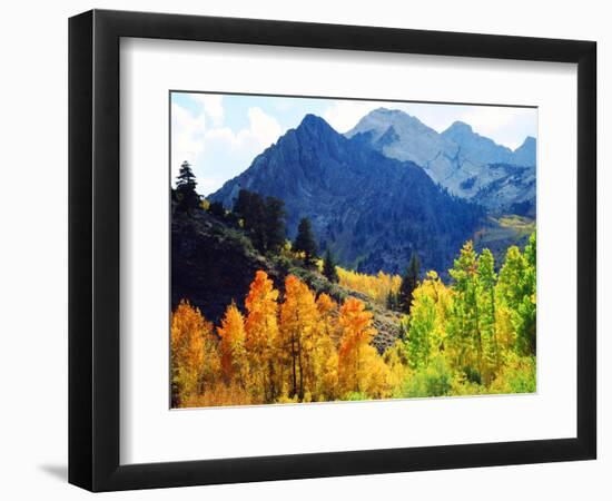 USA, California, Sierra Nevada. Aspen Trees in the Mcgee Creak Area-Jaynes Gallery-Framed Photographic Print