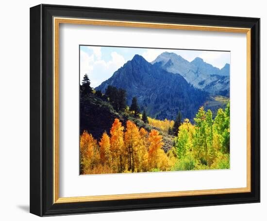 USA, California, Sierra Nevada. Aspen Trees in the Mcgee Creak Area-Jaynes Gallery-Framed Photographic Print