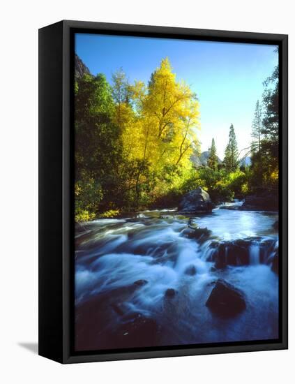 USA, California, Sierra Nevada, Autumn Colors Along a Stream-Jaynes Gallery-Framed Premier Image Canvas