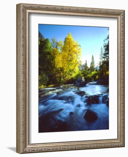 USA, California, Sierra Nevada, Autumn Colors Along a Stream-Jaynes Gallery-Framed Photographic Print