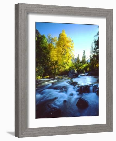 USA, California, Sierra Nevada, Autumn Colors Along a Stream-Jaynes Gallery-Framed Photographic Print