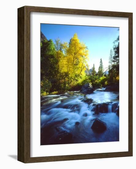 USA, California, Sierra Nevada, Autumn Colors Along a Stream-Jaynes Gallery-Framed Photographic Print