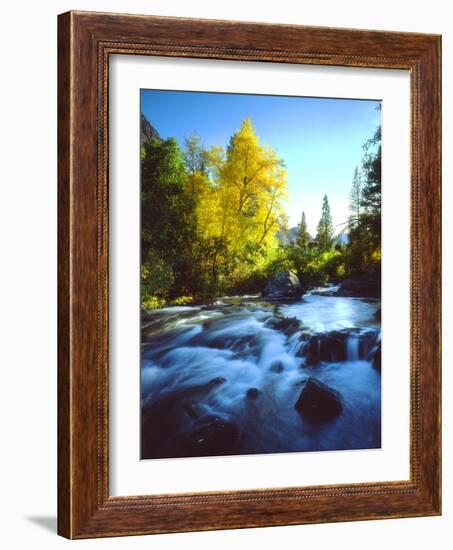 USA, California, Sierra Nevada, Autumn Colors Along a Stream-Jaynes Gallery-Framed Photographic Print