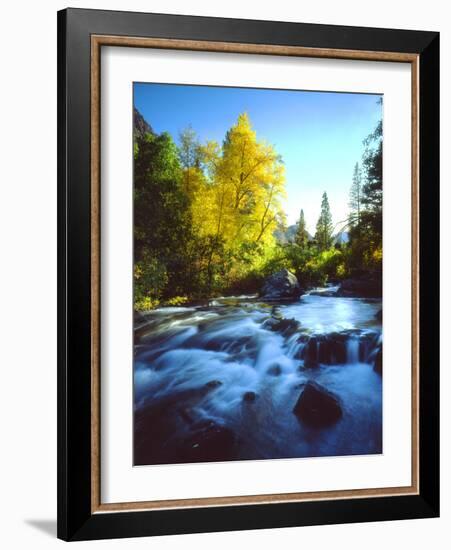 USA, California, Sierra Nevada, Autumn Colors Along a Stream-Jaynes Gallery-Framed Photographic Print