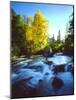 USA, California, Sierra Nevada, Autumn Colors Along a Stream-Jaynes Gallery-Mounted Photographic Print