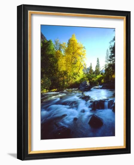 USA, California, Sierra Nevada, Autumn Colors Along a Stream-Jaynes Gallery-Framed Photographic Print