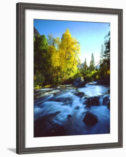 USA, California, Sierra Nevada, Autumn Colors Along a Stream-Jaynes Gallery-Framed Photographic Print