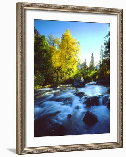 USA, California, Sierra Nevada, Autumn Colors Along a Stream-Jaynes Gallery-Framed Photographic Print