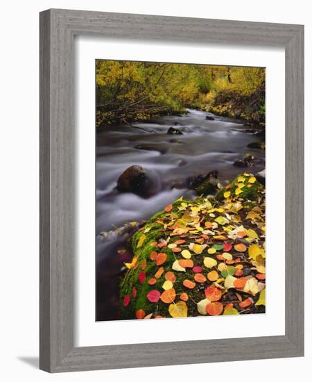 USA, California, Sierra Nevada, Autumn Colors Along Mcgee Creek-Jaynes Gallery-Framed Photographic Print