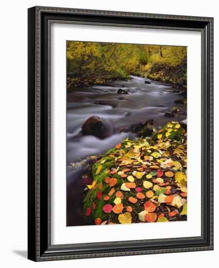 USA, California, Sierra Nevada, Autumn Colors Along Mcgee Creek-Jaynes Gallery-Framed Photographic Print