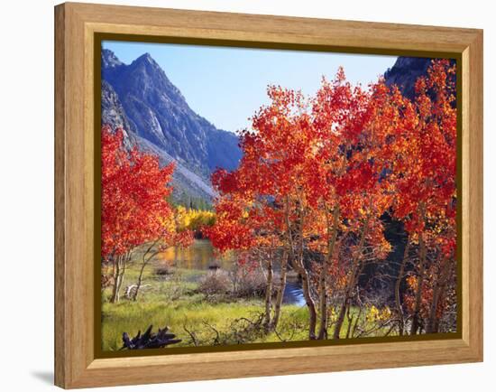 USA, California, Sierra Nevada. Autumn Red Aspen Trees-Jaynes Gallery-Framed Premier Image Canvas