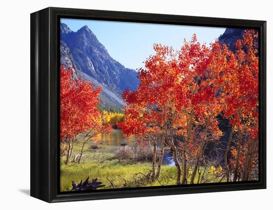 USA, California, Sierra Nevada. Autumn Red Aspen Trees-Jaynes Gallery-Framed Premier Image Canvas