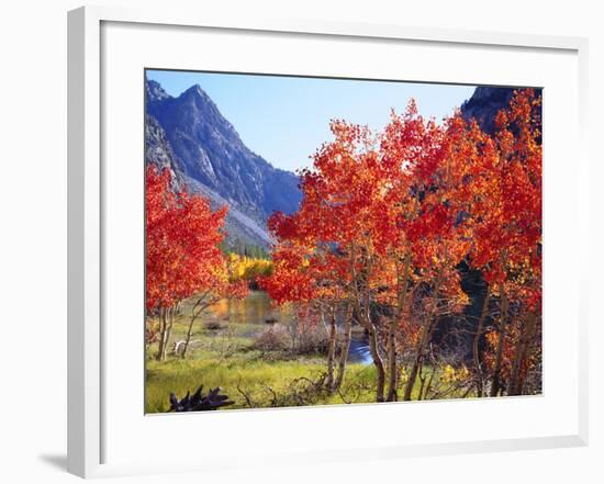 USA, California, Sierra Nevada. Autumn Red Aspen Trees-Jaynes Gallery-Framed Photographic Print