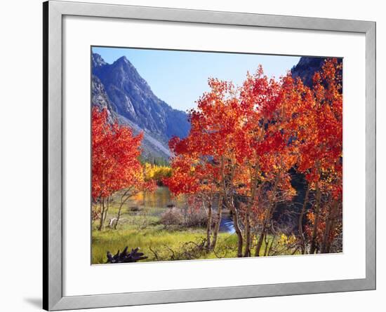 USA, California, Sierra Nevada. Autumn Red Aspen Trees-Jaynes Gallery-Framed Photographic Print