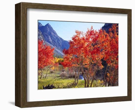 USA, California, Sierra Nevada. Autumn Red Aspen Trees-Jaynes Gallery-Framed Photographic Print