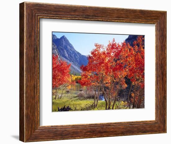 USA, California, Sierra Nevada. Autumn Red Aspen Trees-Jaynes Gallery-Framed Photographic Print