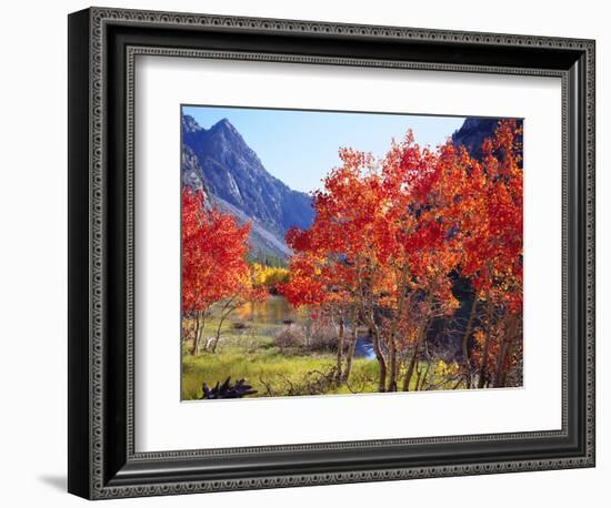 USA, California, Sierra Nevada. Autumn Red Aspen Trees-Jaynes Gallery-Framed Photographic Print