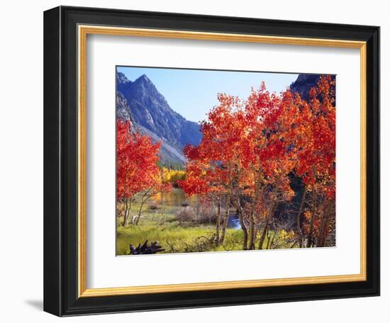 USA, California, Sierra Nevada. Autumn Red Aspen Trees-Jaynes Gallery-Framed Photographic Print