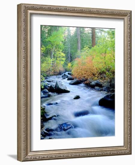 USA, California, Sierra Nevada, Fall Refection in Lee Vining Creek-Jaynes Gallery-Framed Photographic Print