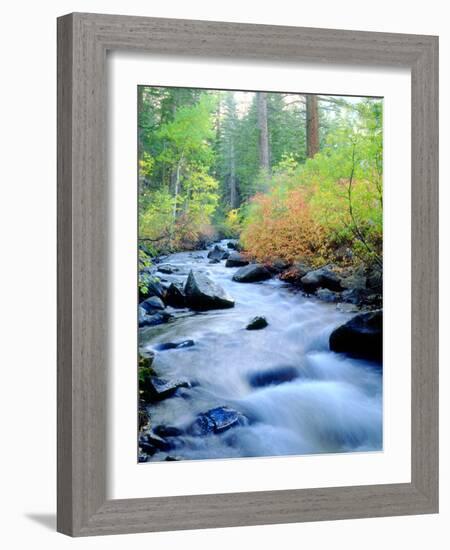 USA, California, Sierra Nevada, Fall Refection in Lee Vining Creek-Jaynes Gallery-Framed Photographic Print