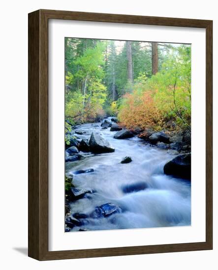 USA, California, Sierra Nevada, Fall Refection in Lee Vining Creek-Jaynes Gallery-Framed Photographic Print