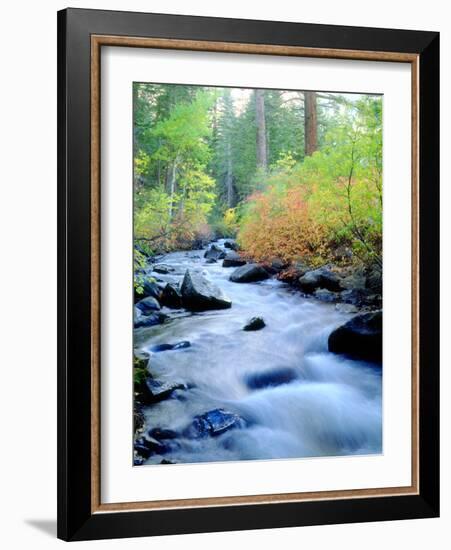 USA, California, Sierra Nevada, Fall Refection in Lee Vining Creek-Jaynes Gallery-Framed Photographic Print