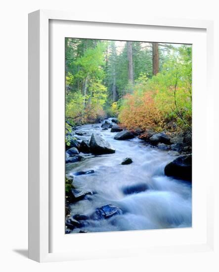 USA, California, Sierra Nevada, Fall Refection in Lee Vining Creek-Jaynes Gallery-Framed Photographic Print