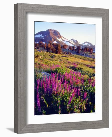 USA, California, Sierra Nevada. Lupine Wildflowers at Carson Pass-Jaynes Gallery-Framed Photographic Print