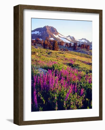 USA, California, Sierra Nevada. Lupine Wildflowers at Carson Pass-Jaynes Gallery-Framed Photographic Print