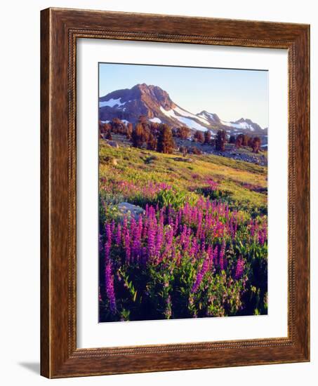 USA, California, Sierra Nevada. Lupine Wildflowers at Carson Pass-Jaynes Gallery-Framed Photographic Print