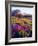 USA, California, Sierra Nevada. Lupine Wildflowers at Carson Pass-Jaynes Gallery-Framed Photographic Print