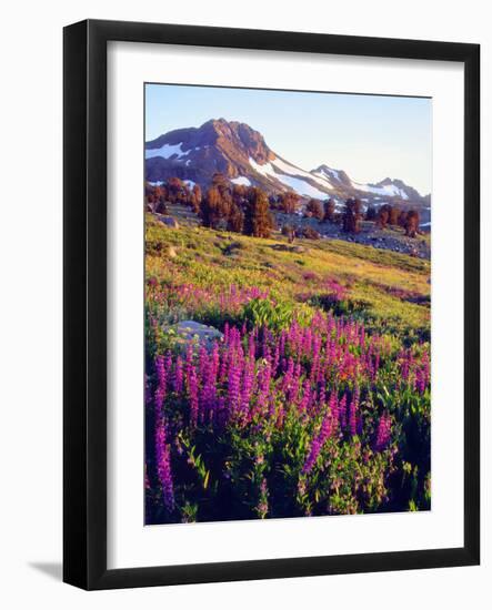USA, California, Sierra Nevada. Lupine Wildflowers at Carson Pass-Jaynes Gallery-Framed Photographic Print