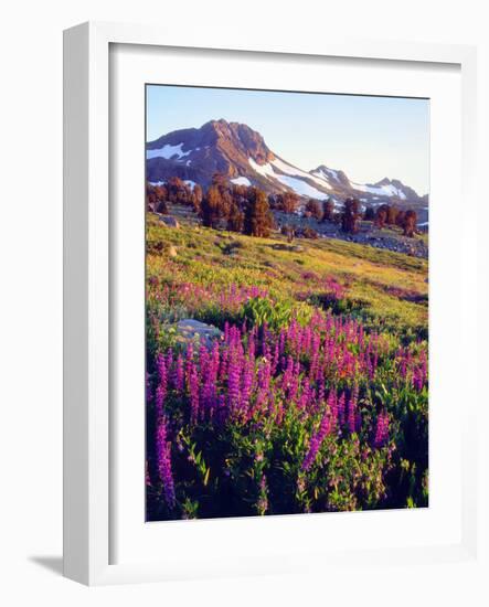 USA, California, Sierra Nevada. Lupine Wildflowers at Carson Pass-Jaynes Gallery-Framed Photographic Print