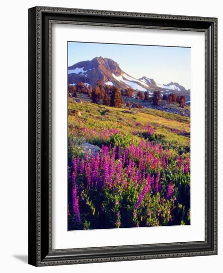 USA, California, Sierra Nevada. Lupine Wildflowers at Carson Pass-Jaynes Gallery-Framed Photographic Print