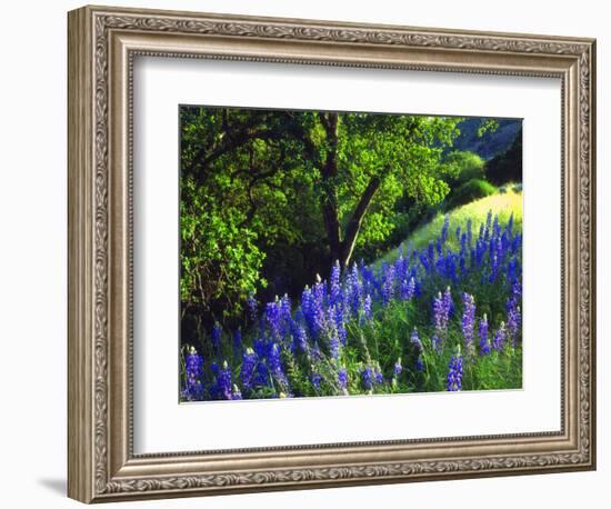 USA, California, Sierra Nevada. Lupine Wildflowers in the Forest-Jaynes Gallery-Framed Photographic Print