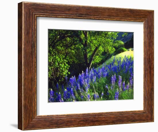 USA, California, Sierra Nevada. Lupine Wildflowers in the Forest-Jaynes Gallery-Framed Photographic Print