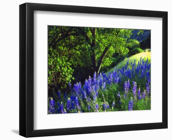 USA, California, Sierra Nevada. Lupine Wildflowers in the Forest-Jaynes Gallery-Framed Photographic Print