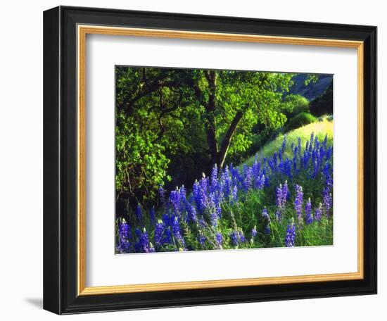 USA, California, Sierra Nevada. Lupine Wildflowers in the Forest-Jaynes Gallery-Framed Photographic Print