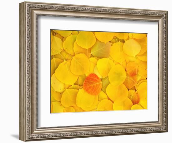 USA, California, Sierra Nevada Mountains. Fallen aspen leaves-Jaynes Gallery-Framed Photographic Print