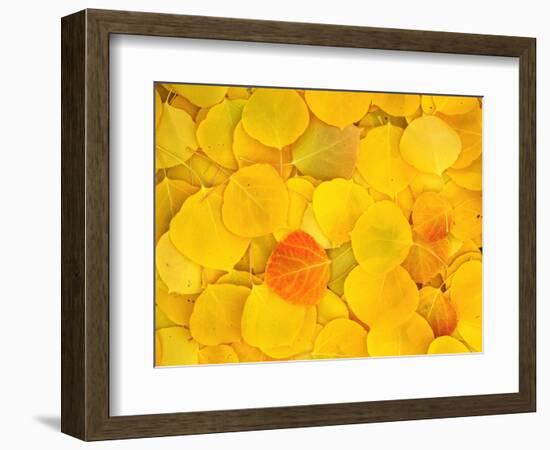 USA, California, Sierra Nevada Mountains. Fallen aspen leaves-Jaynes Gallery-Framed Photographic Print