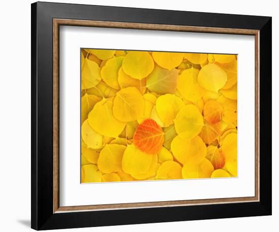 USA, California, Sierra Nevada Mountains. Fallen aspen leaves-Jaynes Gallery-Framed Photographic Print