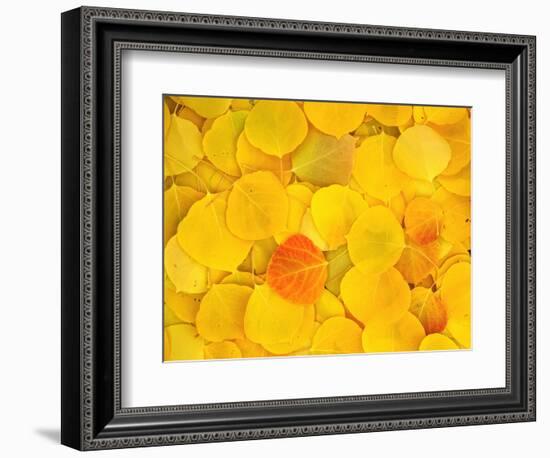 USA, California, Sierra Nevada Mountains. Fallen aspen leaves-Jaynes Gallery-Framed Photographic Print